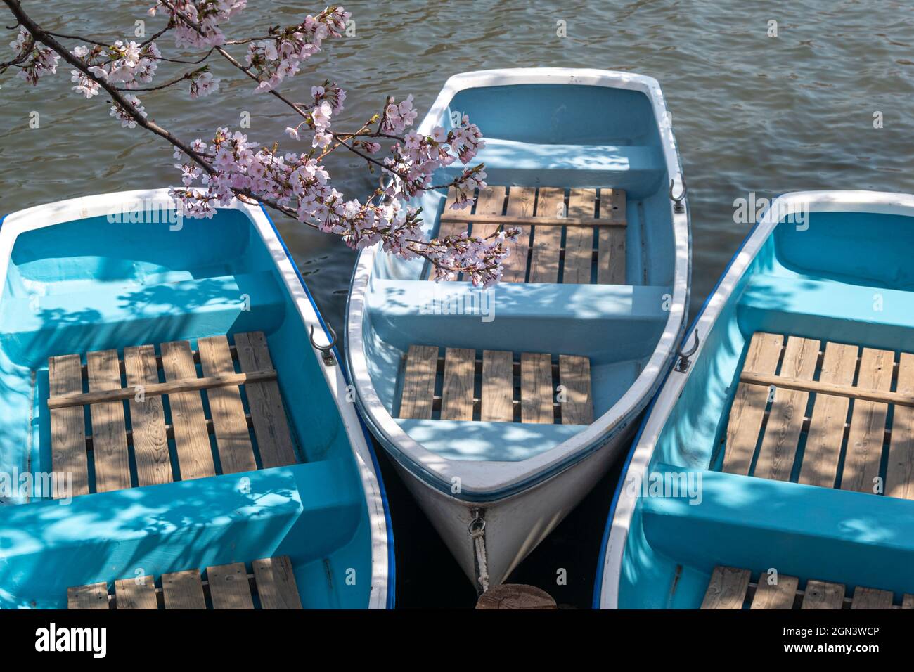 Barche di legno blu sul lago con Sakura rosa in primo piano Foto Stock