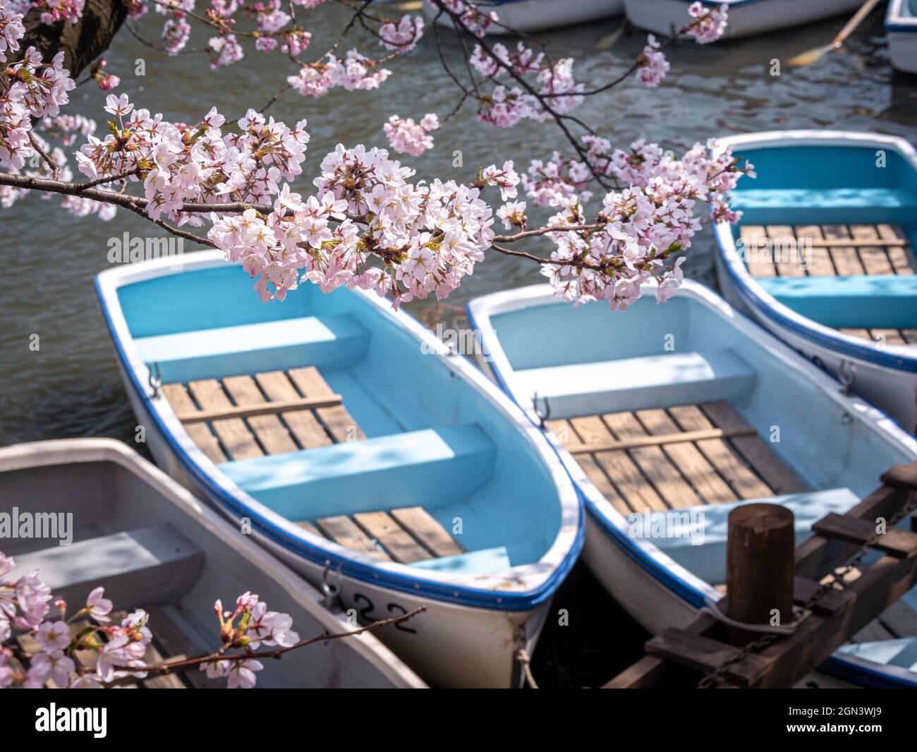 Barche di legno blu sul lago con Sakura rosa in primo piano Foto Stock