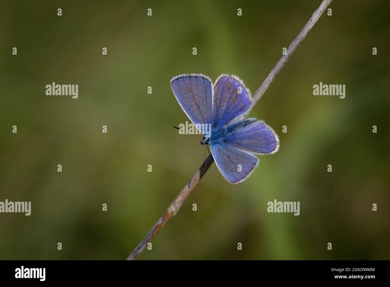 Primo piano di una farfalla alata di gossamero [famiglia Lycaenidae] Foto Stock