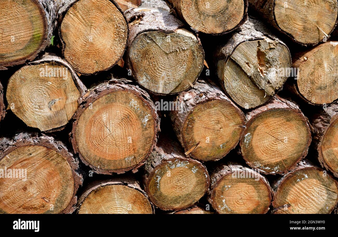 Attentamente impilato tronchi foresta come un approvvigionamento invernale per il focolare domestico Foto Stock