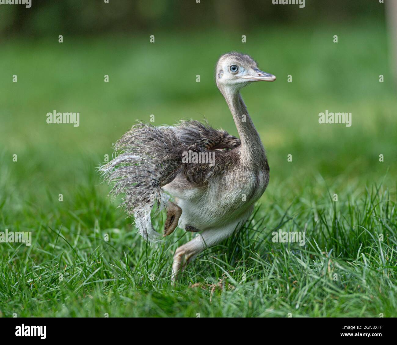 Baby Rhea americana running Foto Stock