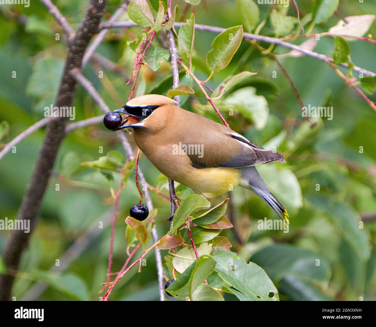 Cedar Waxwing arroccato mangiare frutti di bosco nel suo ambiente e habitat circostante con uno sfondo sfocato. Berry nel suo becco aperto. Foto Stock