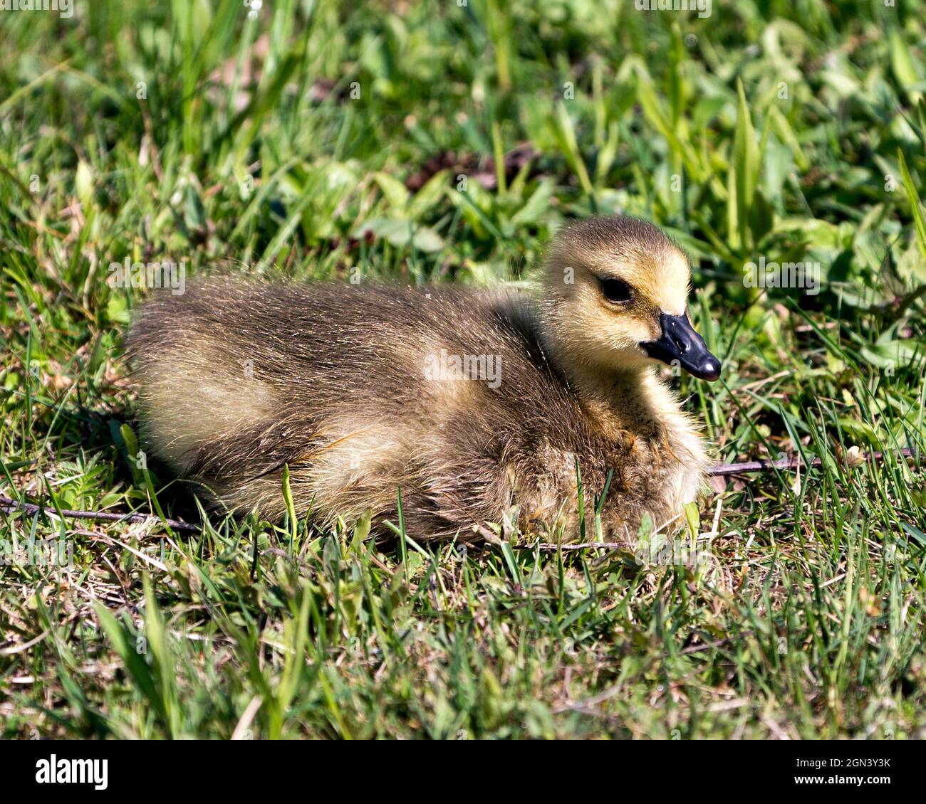 Canadian baby gosling primo piano profilo vista poggiare su erba nel suo ambiente e habitat. Immagine dell'oca del Canada. Immagine. Verticale. Foto. Foto Stock