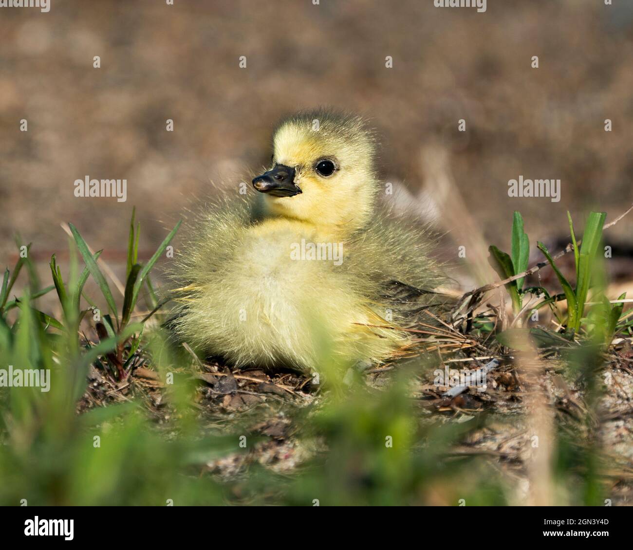 Canadian baby gosling primo piano profilo vista poggiare su erba nel suo ambiente e habitat. Immagine dell'oca del Canada. Immagine. Verticale. Foto. Foto Stock
