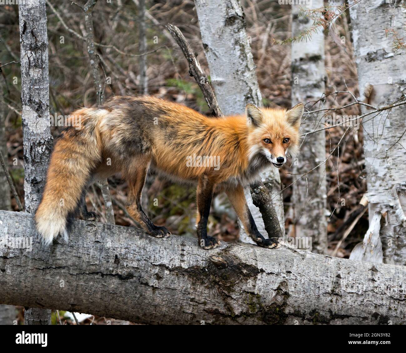 Red Fox in piedi sul log con sfondo foresta sfocata e guardare la fotocamera nel suo ambiente e habitat. Immagine Fox. Immagine. Verticale. Foto Stock