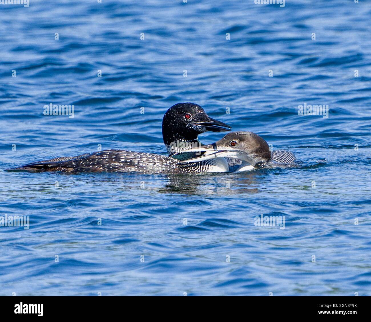 Loon comune con giovane loon nella sua fase di crescita nuoto nel loro ambiente e habitat circostante. Foto Loon. Verticale. Foto Stock