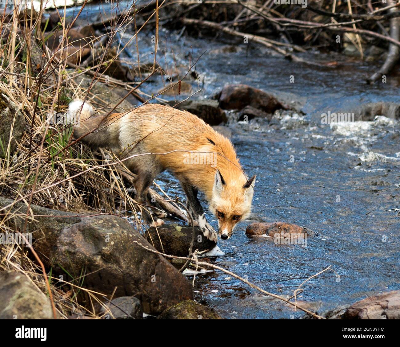Vista ravvicinata del profilo Red Fox in piedi su rocce di muschio vicino alle rapide d'acqua nella stagione primaverile con rocce sfocate e acqua nel suo ambiente e habitat Foto Stock