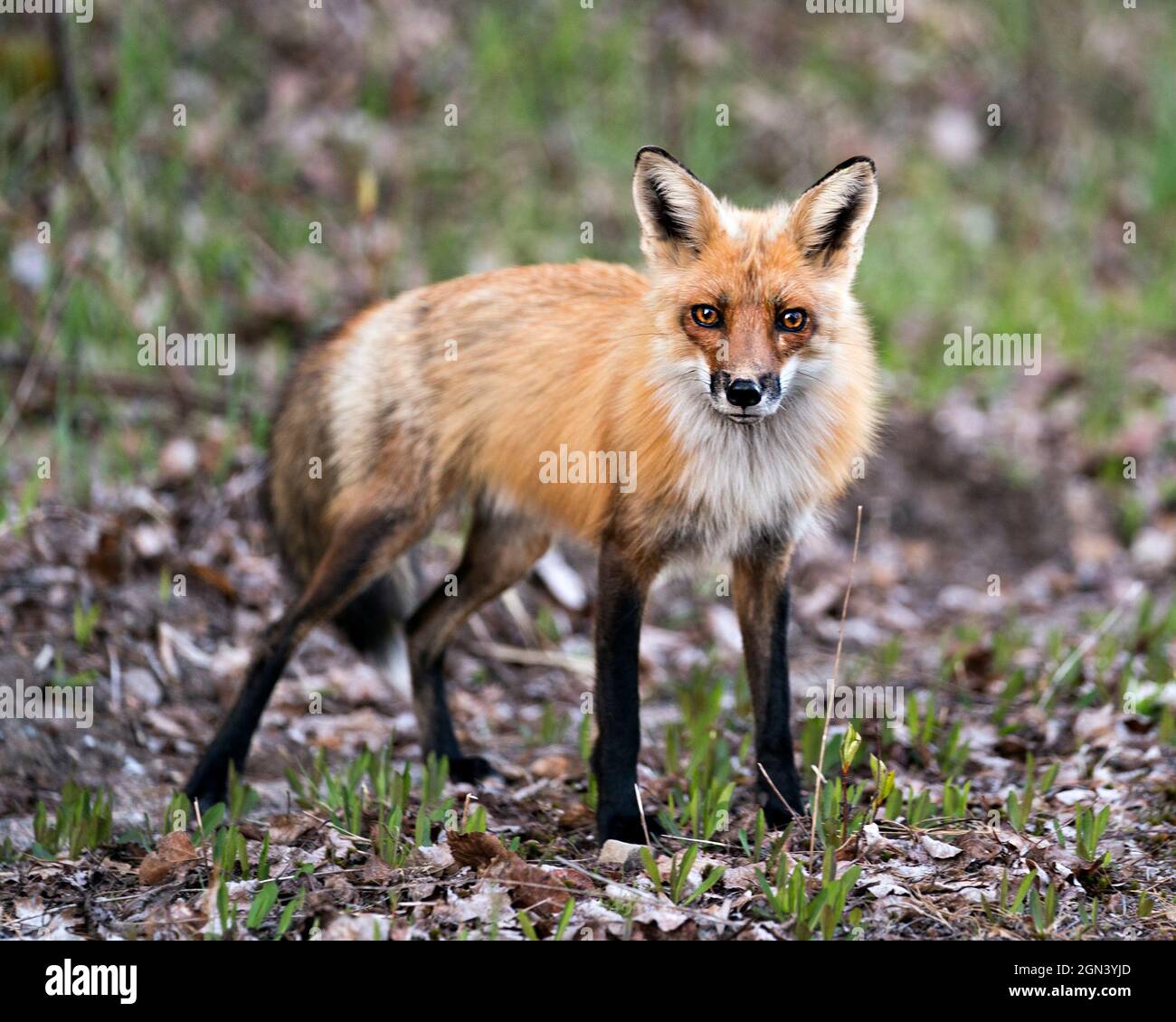 Vista laterale del profilo in primo piano della volpe rossa che guarda la fotocamera con uno sfondo sfocato del fogliame nell'ambiente e nel suo habitat. Immagine Fox. Immagine. Verticale. Foto Stock