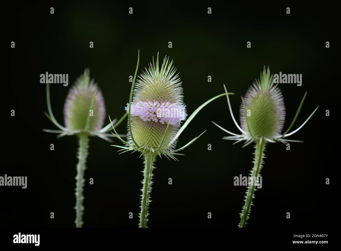 Teasel selvatico [Dipsacus sylvestris, sin.: Dipsacus fullonum] Foto Stock