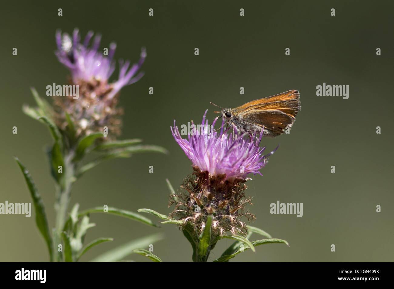 Primo piano di un grande skipper (Ochlodes sylvanus) Foto Stock