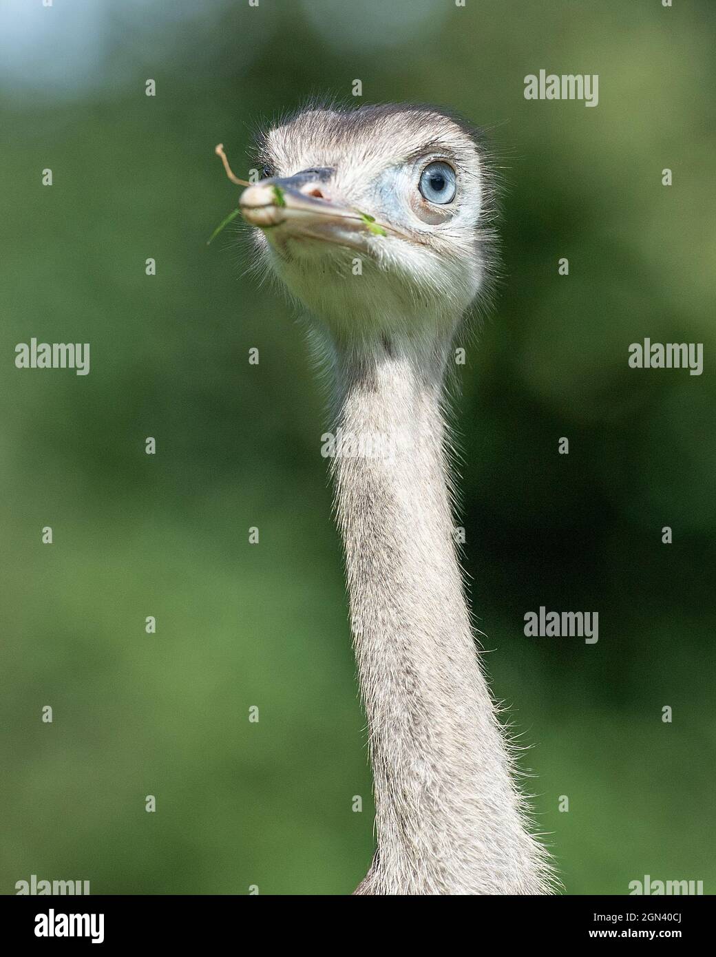 baby rhea americana Foto Stock