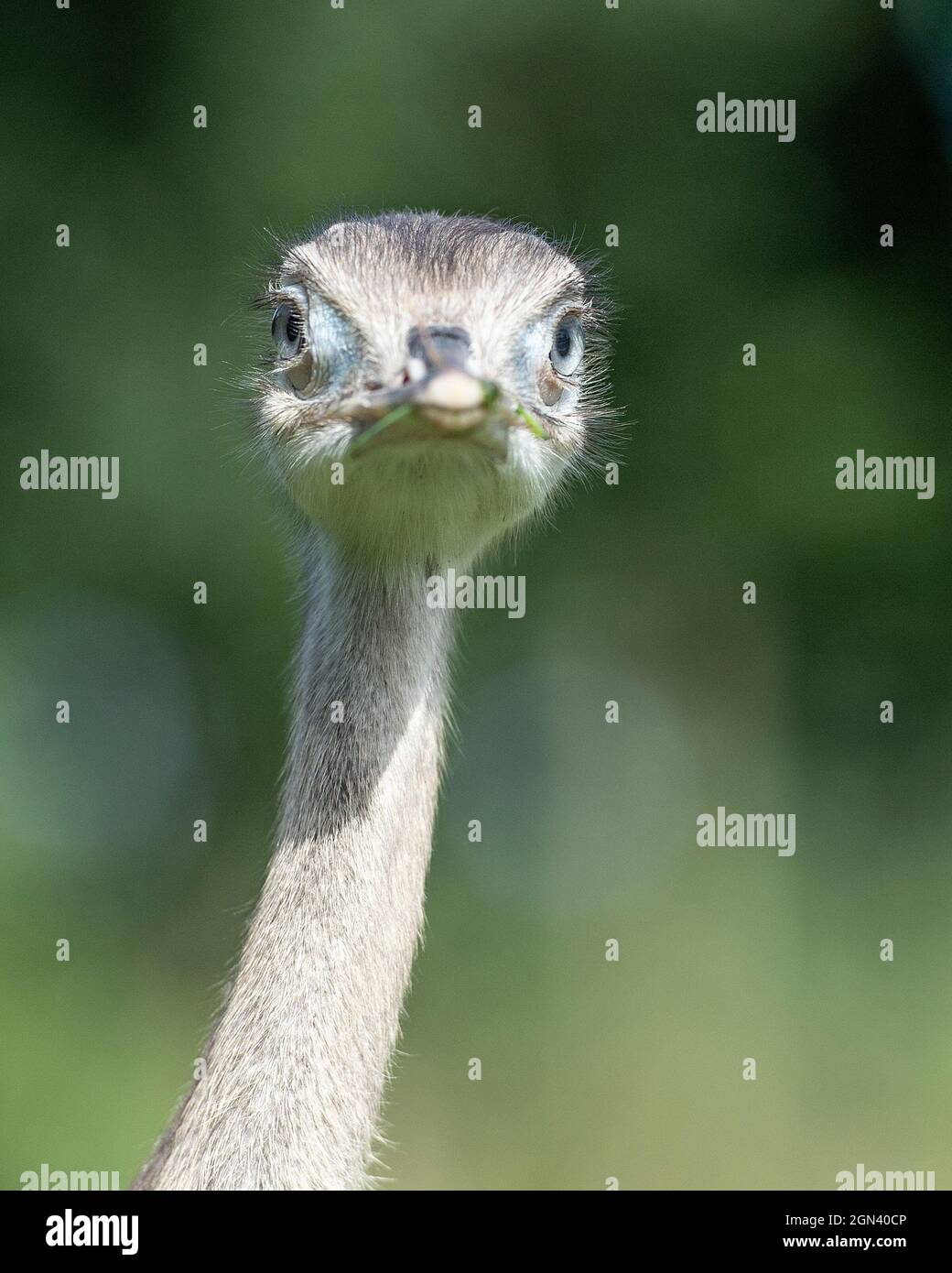 baby rhea americana Foto Stock