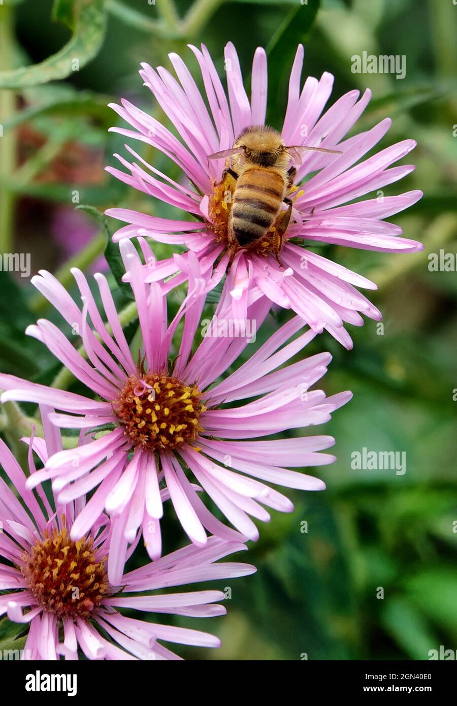 Ape impollinando fiori in un parco Foto Stock