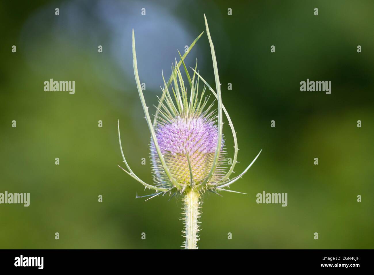 Teasel selvatico [Dipsacus sylvestris, sin.: Dipsacus fullonum] Foto Stock