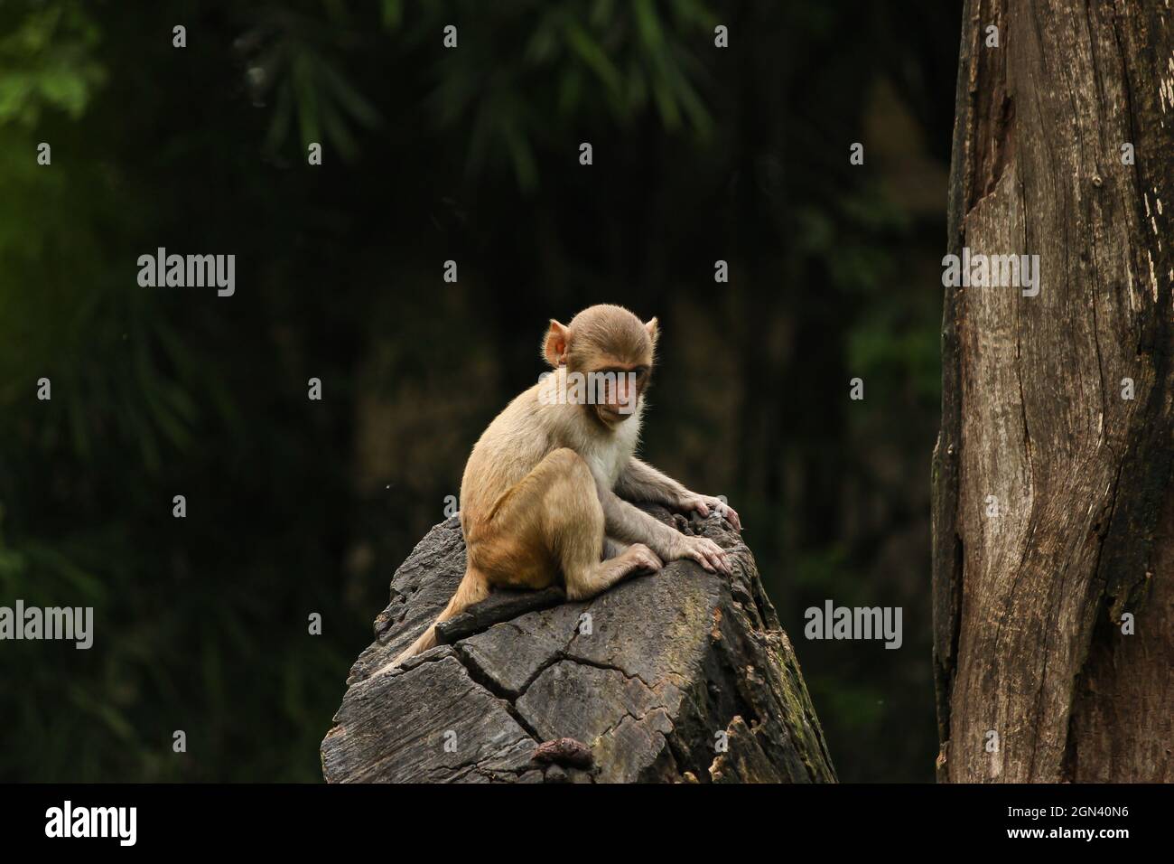 scimmia bambino seduto sul legno. Foto Stock