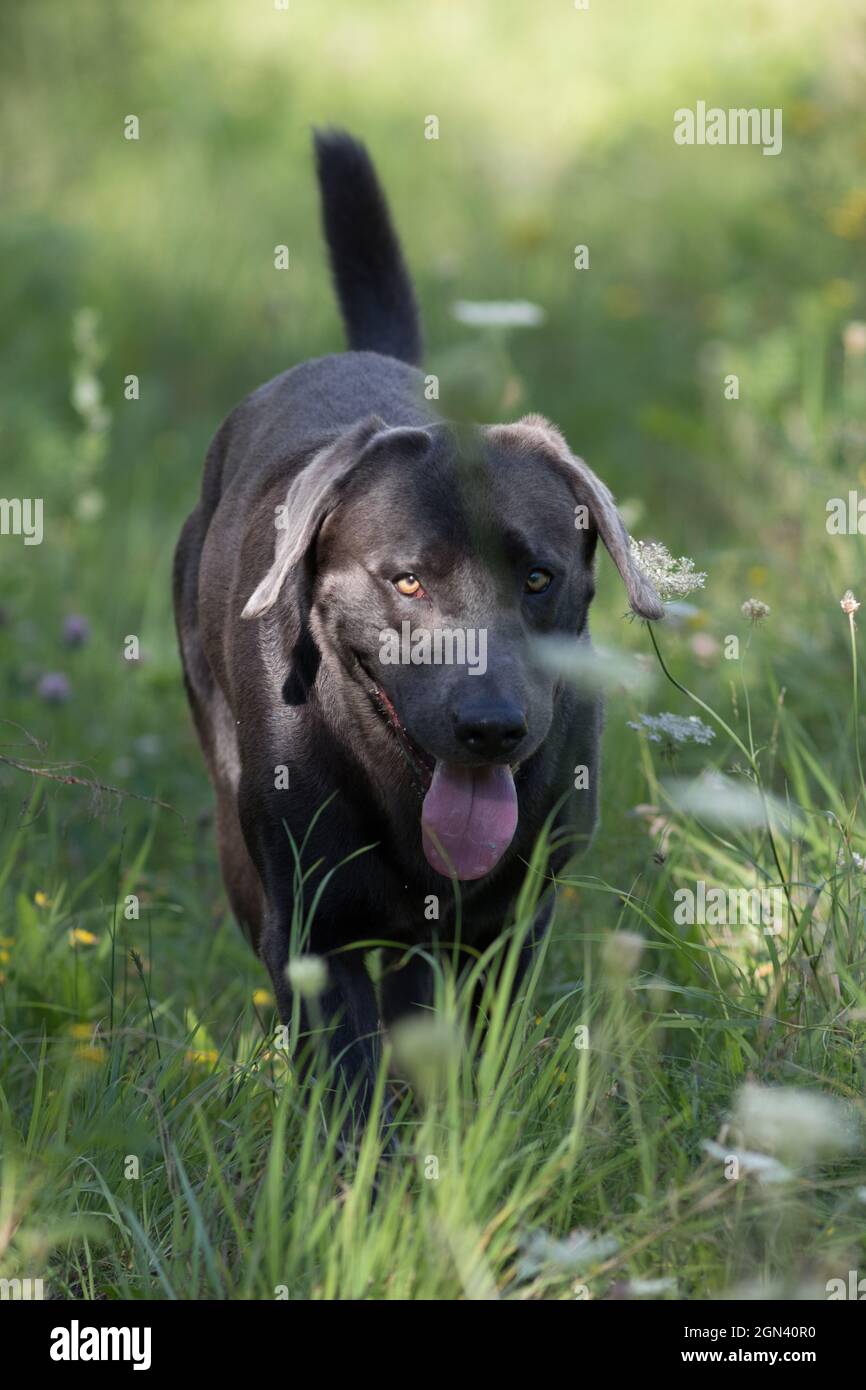 Primo piano di un labrador nero Foto Stock