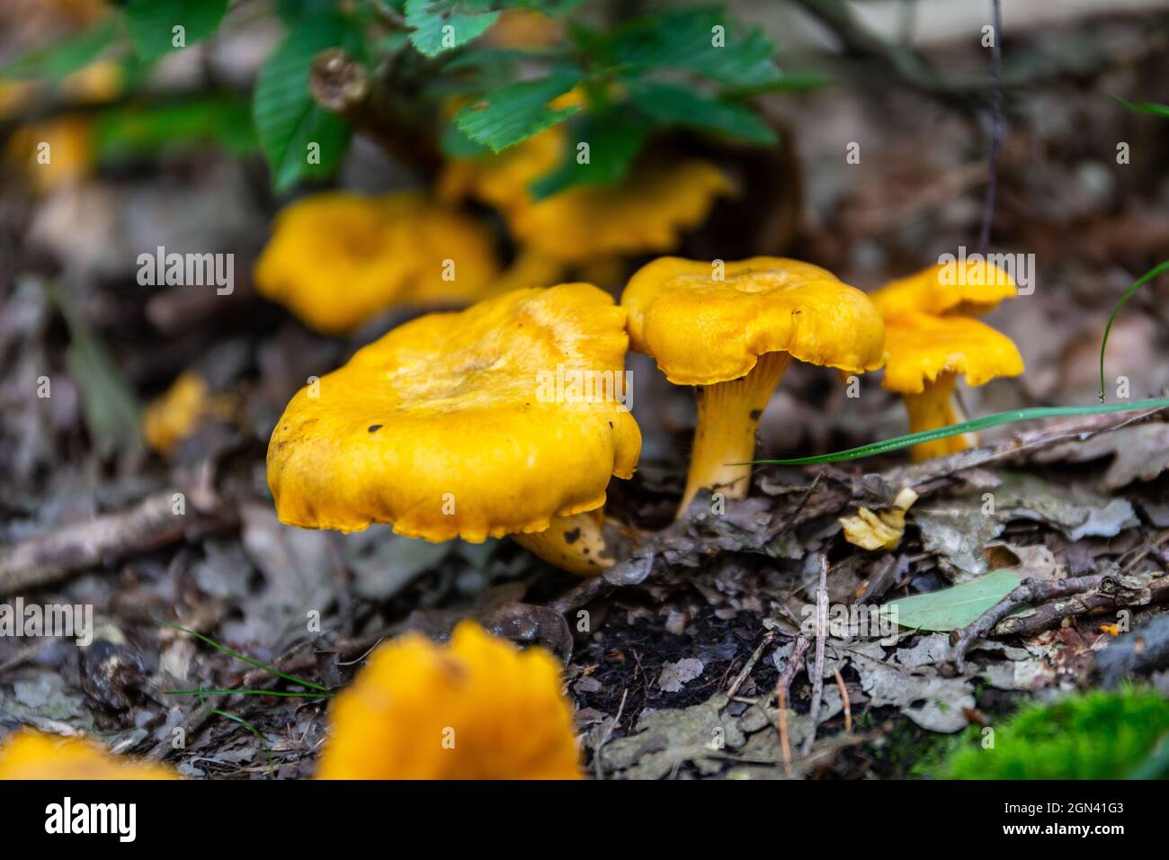 Campo di funghi Chanterelles selvatici gialli (Cantarellus) che crescono in sottobosco umido in una foresta in Polonia. Foto Stock