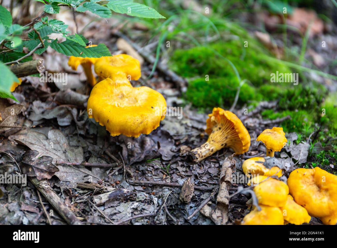 Campo di funghi Chanterelles selvatici gialli (Cantarellus) che crescono in sottobosco umido in una foresta in Polonia. Foto Stock