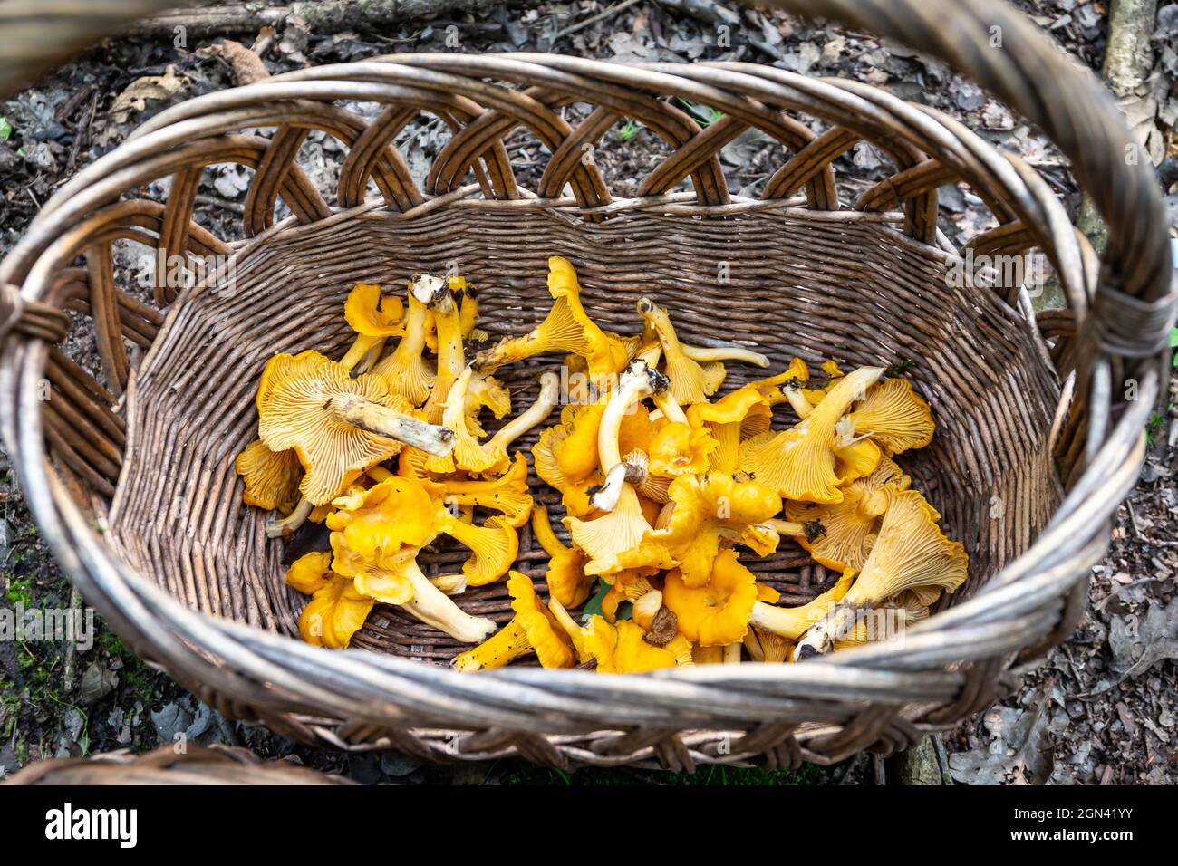 Cestino di vimini pieno di funghi freschi crudi Chanterelles (Cantharellus) raccolti durante la caccia ai funghi in autunno in Polonia. Foto Stock