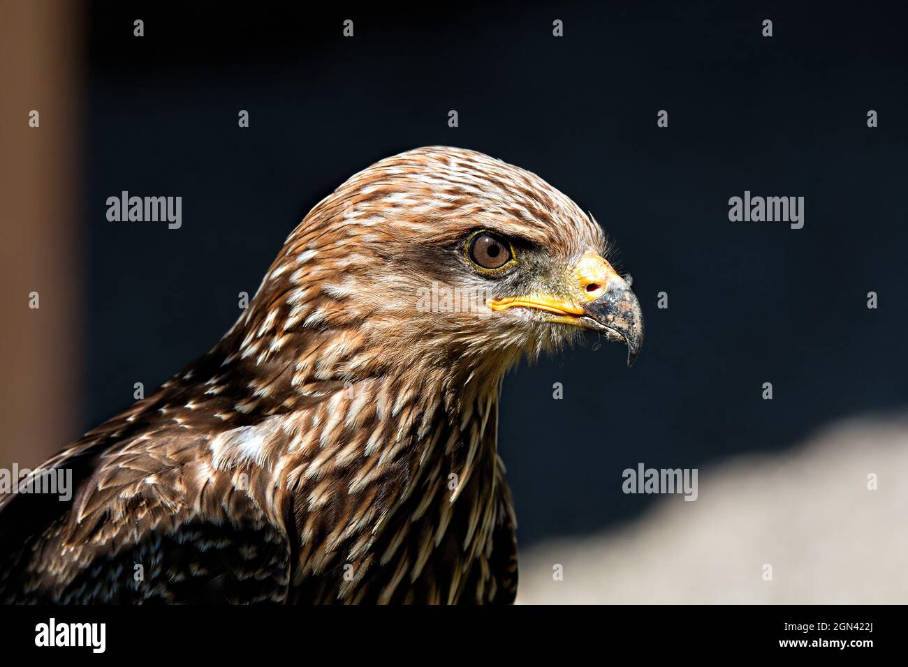 primo piano di una buzzard comune Foto Stock