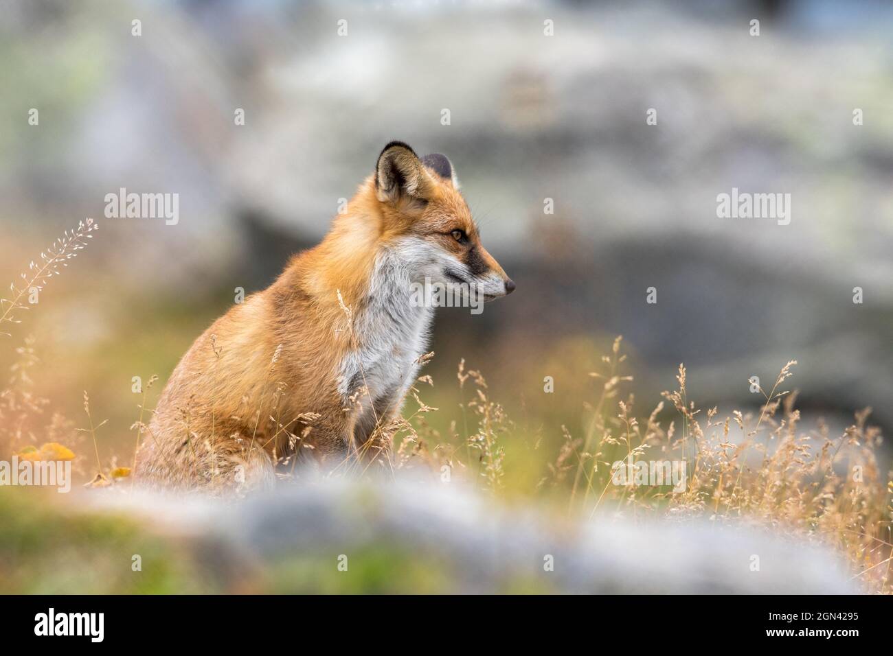 Ritratto di un volpi rosso Vulpes seduta in erba Foto Stock