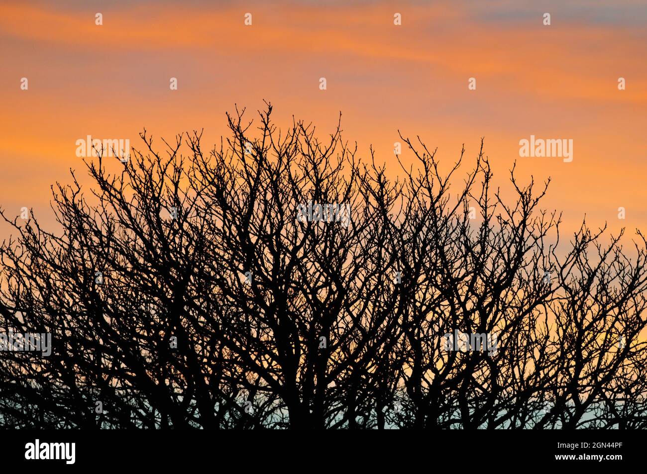 Aberystwyth, Galles, Regno Unito - 'il cielo rosso di notte, la gioia dei pastori' va la vecchia rima del tempo, in modo da il cielo di sera in Aberystwyth (visto attraverso un albero di castagno) dovrebbe incantare il tempo buono per venire - John Gilbey 7-Feb-2015 Foto Stock