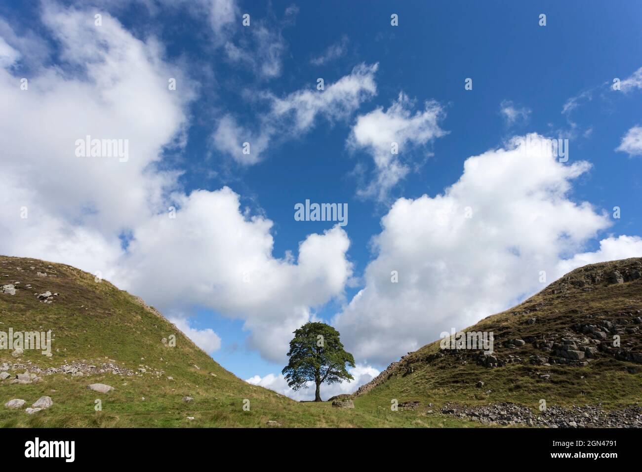 Gap di sicomoro, il vallo di Adriano, Northumberland, Regno Unito Foto Stock