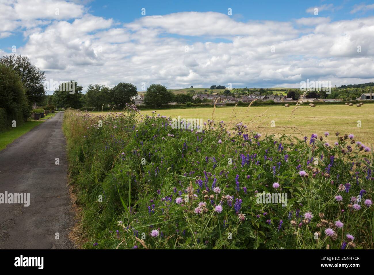 Verges in fiore, Bellingham, Northumberland, Foto Stock