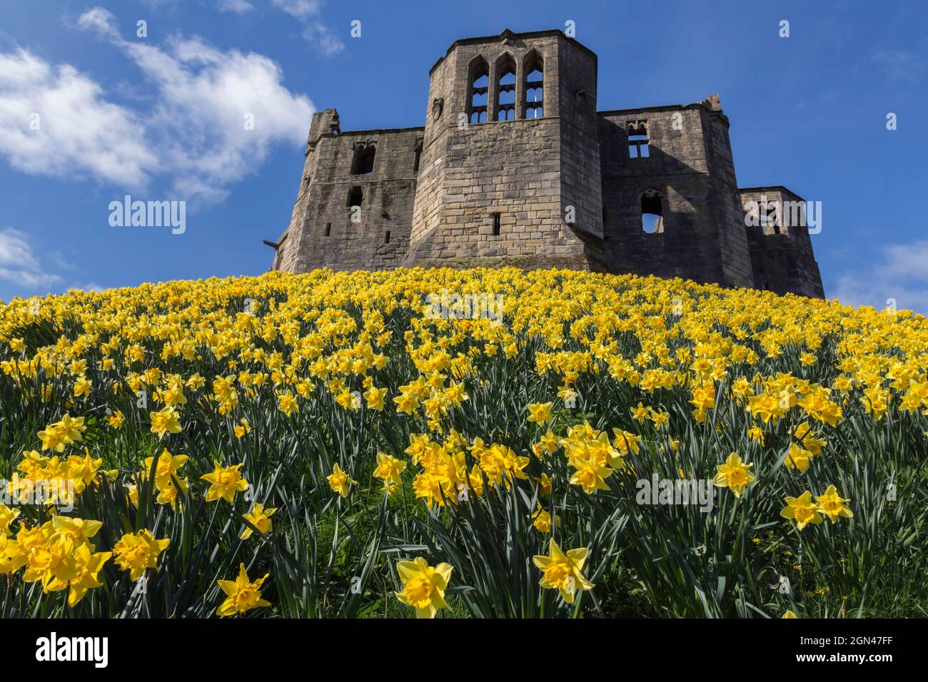 Castello di Warkworth con naffodils fioriti in primavera, Warkworth, Northumberland, Regno Unito Foto Stock