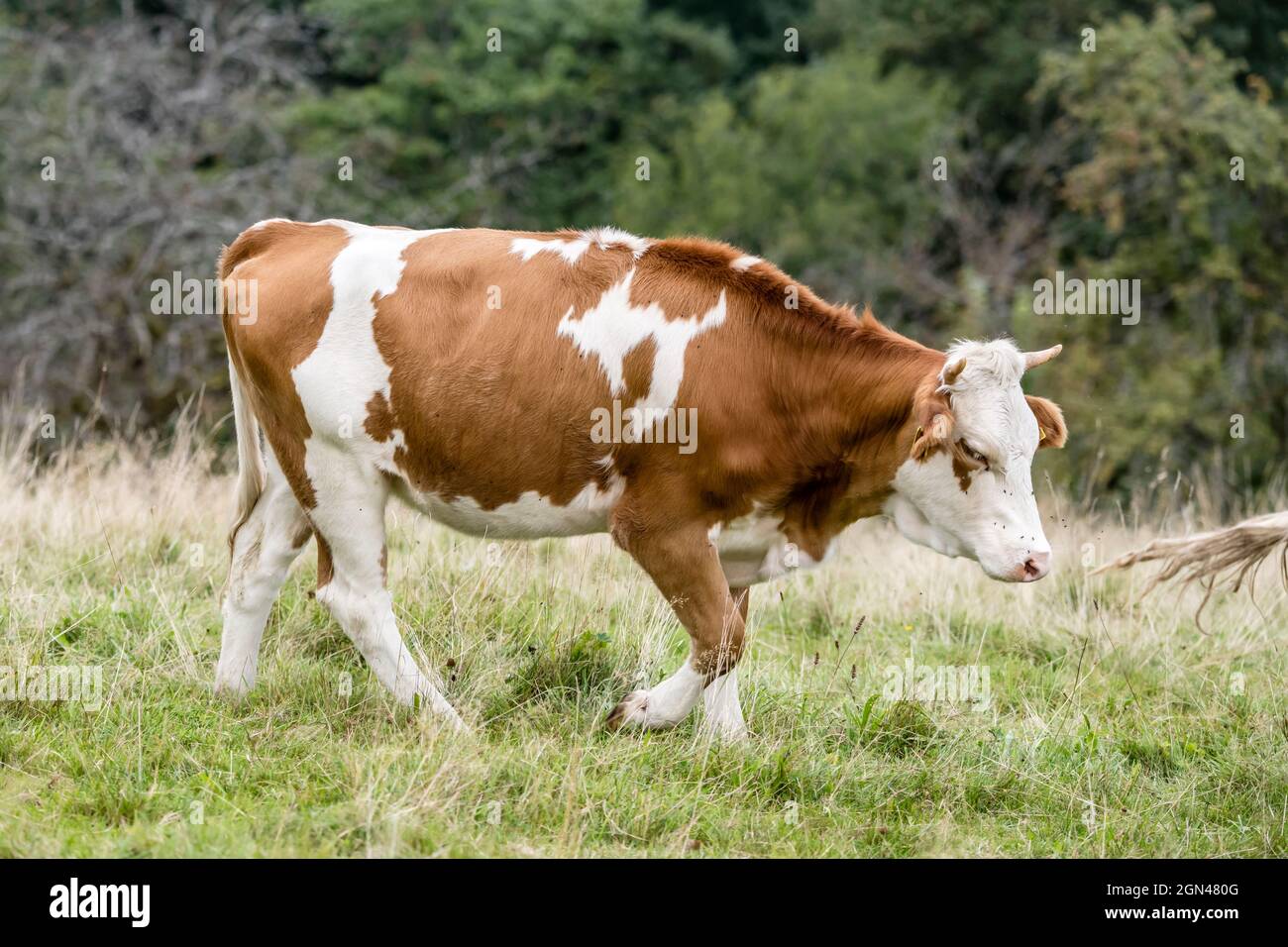 Giovane mucca appesa sull'erba verde, sparata alla luce estiva vicino a Oppenau, Renchtal, Foresta Nera, Baden Wuttenberg, Germania Foto Stock