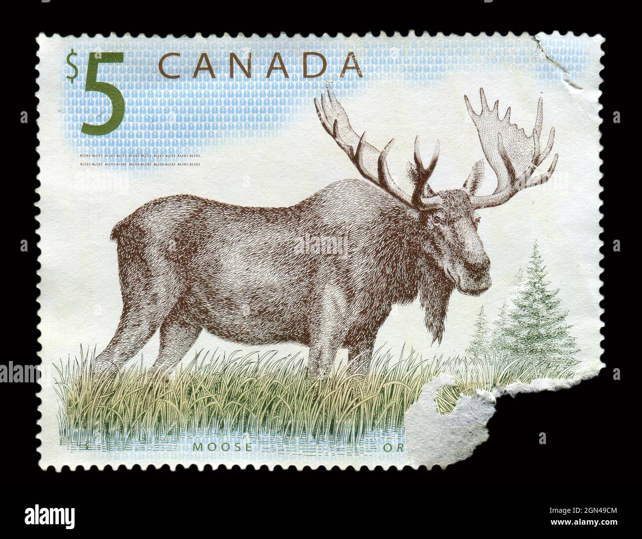 Timbro stampato in Canada mostra l'immagine dell'originale Moose. Foto Stock
