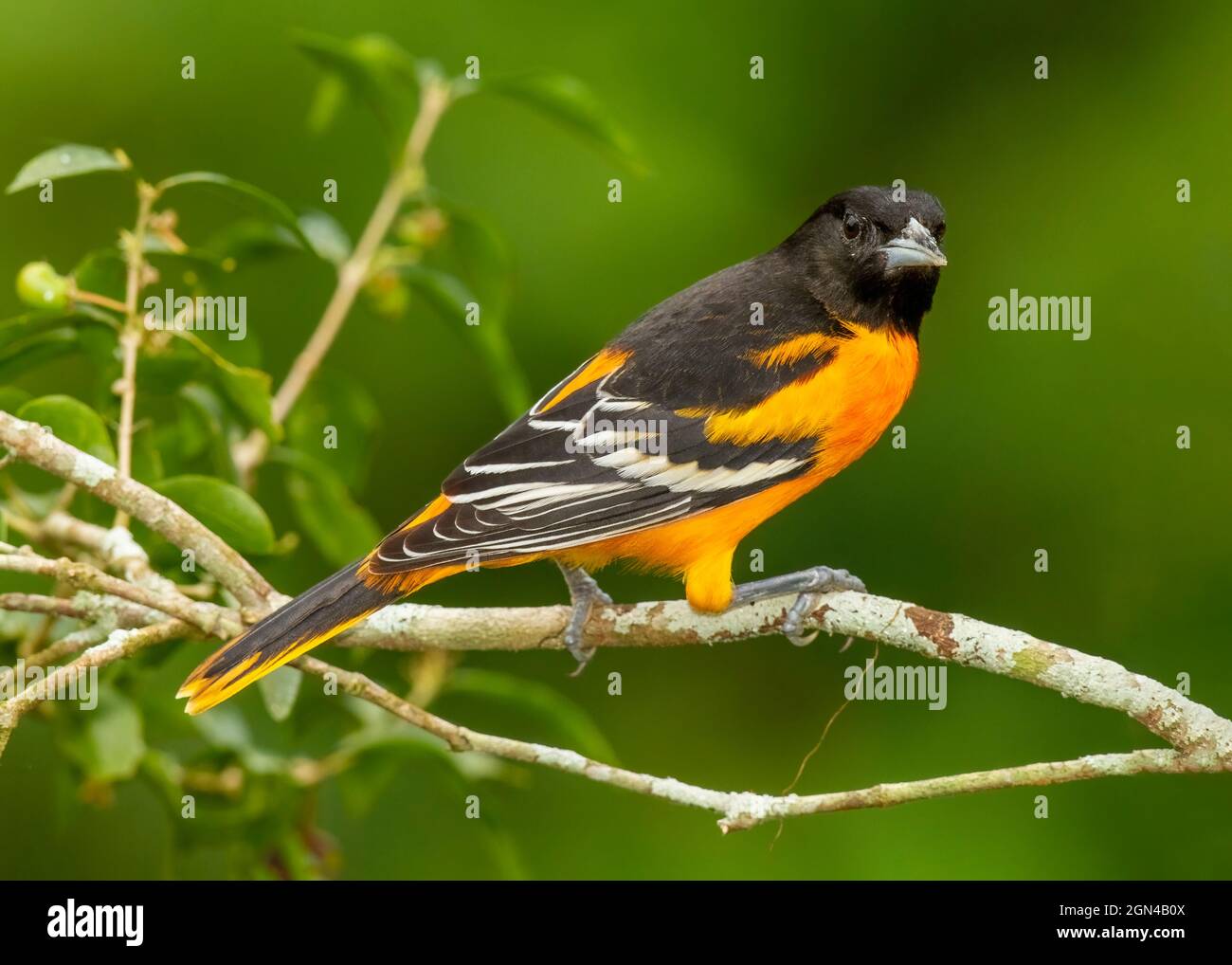 Maschio Baltimore Oriole (Icterus galbula) arroccato su un ramo in una foresta pluviale Costa Rica. Il Baltimore Oriole è un piccolo ricteride uccello nero. Foto Stock