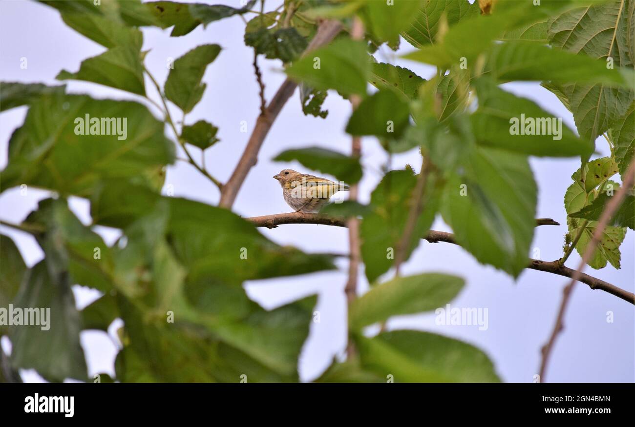 Canarinhos (sicalis flaveola) Foto Stock