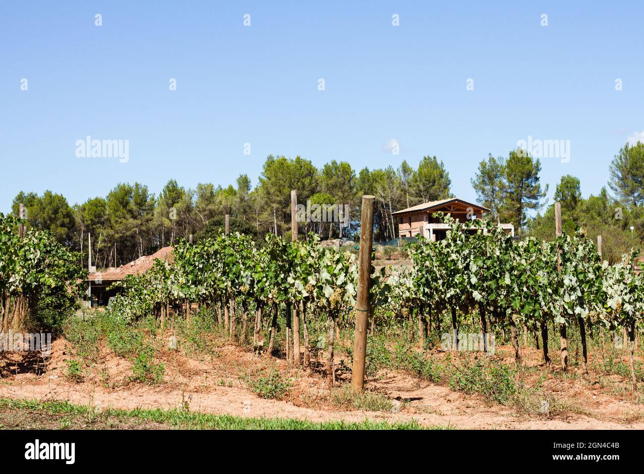 Vista di un vigneto catalano che producono vini pla de bages nella provincia di Barcellona. Foto Stock