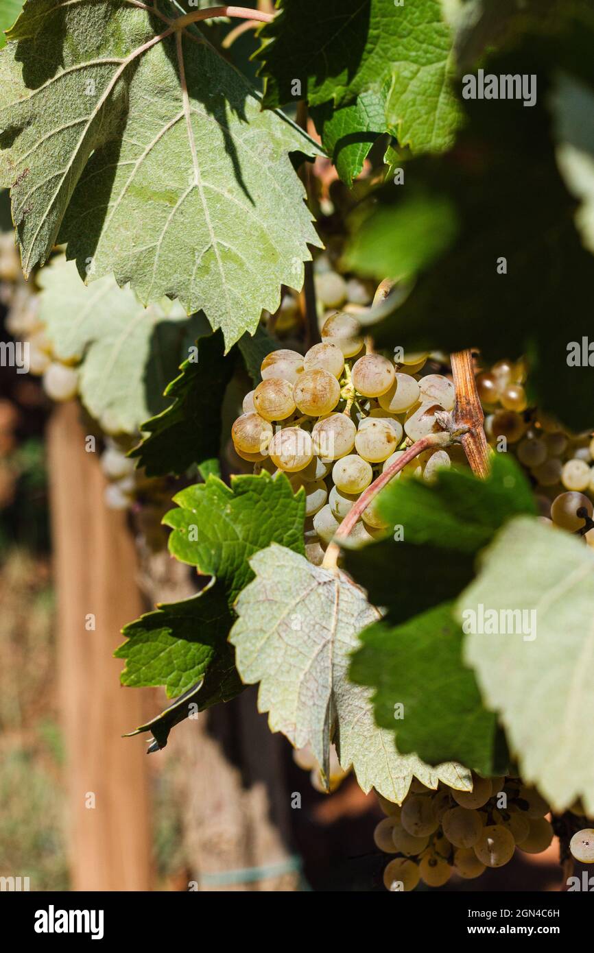 Mazzo di uve bianche mature in un vigneto catalano. Foto Stock
