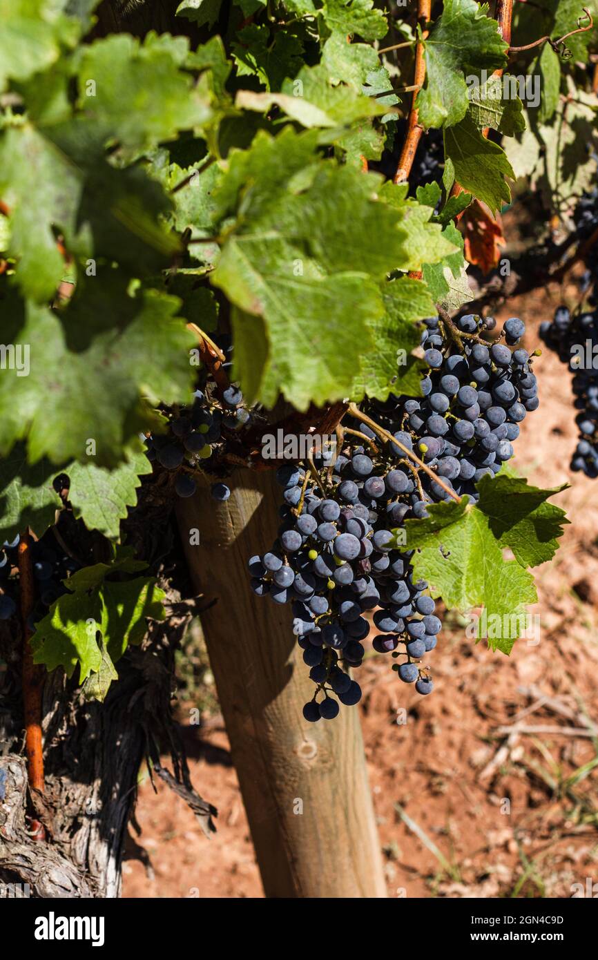 Mazzo di uve rosse mature in un vigneto catalano che producono vini pla de bages. Foto Stock