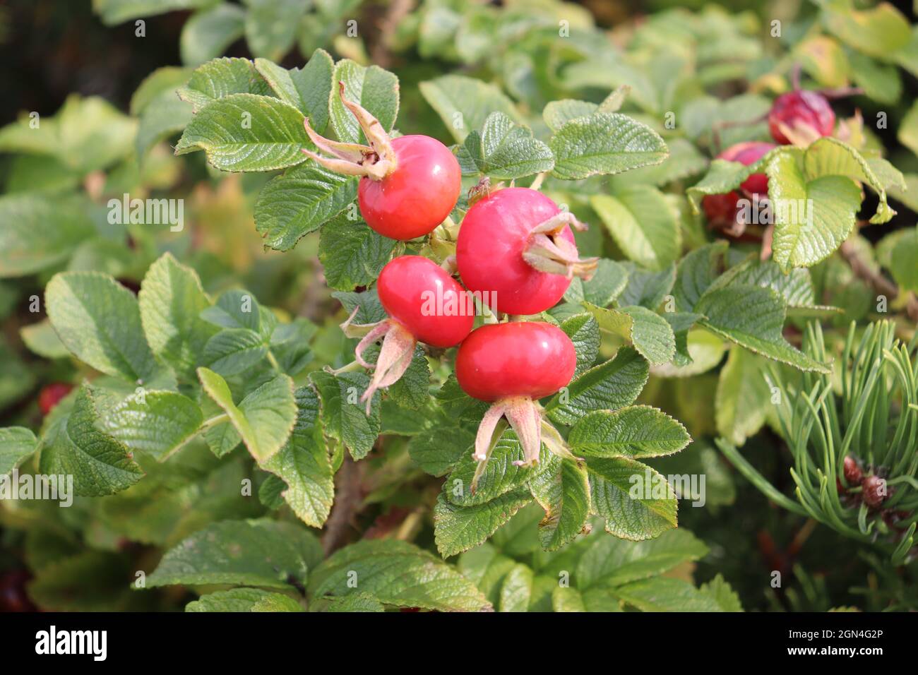 Frutti rossi d'autunno rosa anche e frutti di rowan raccolti nella foresta Foto Stock