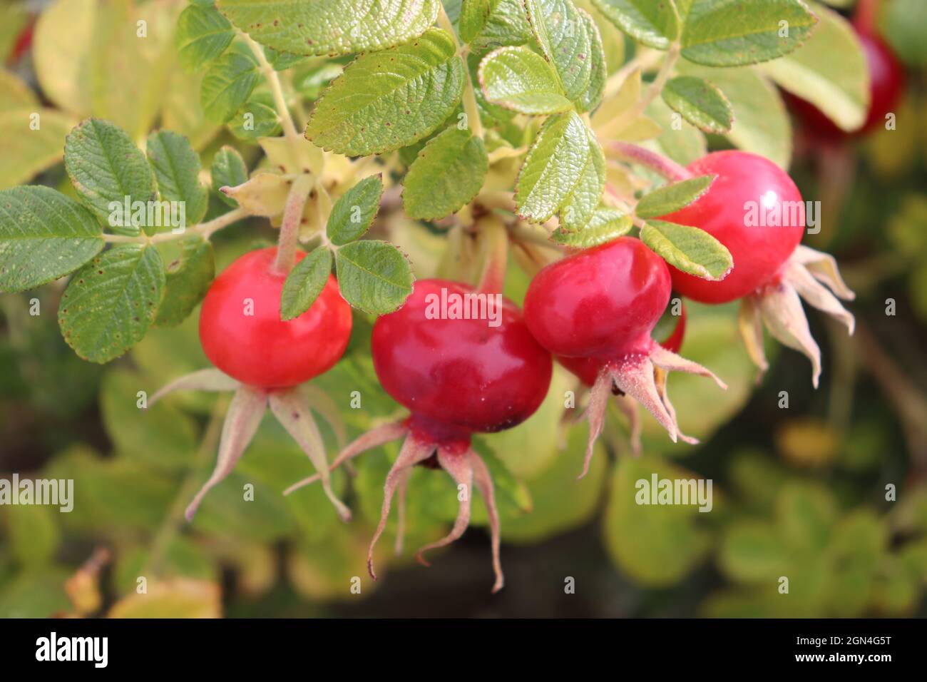 Frutti rossi d'autunno rosa anche e frutti di rowan raccolti nella foresta Foto Stock