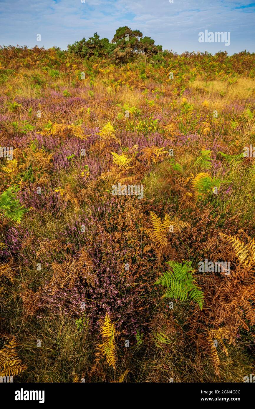 Bracken autunnale e heather a Dunwich Heath, Suffolk, Inghilterra Foto Stock