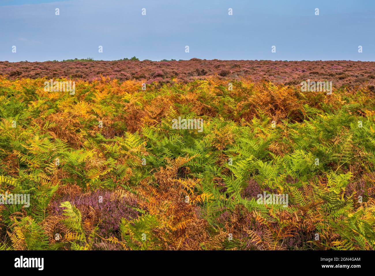 Autunno Bracken e Heather a Dunwich Heath, Suffolk, Inghilterra Foto Stock