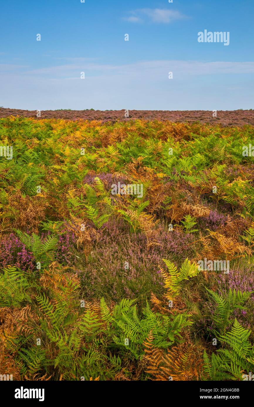 Autunno Bracken e Heather a Dunwich Heath, Suffolk, Inghilterra Foto Stock
