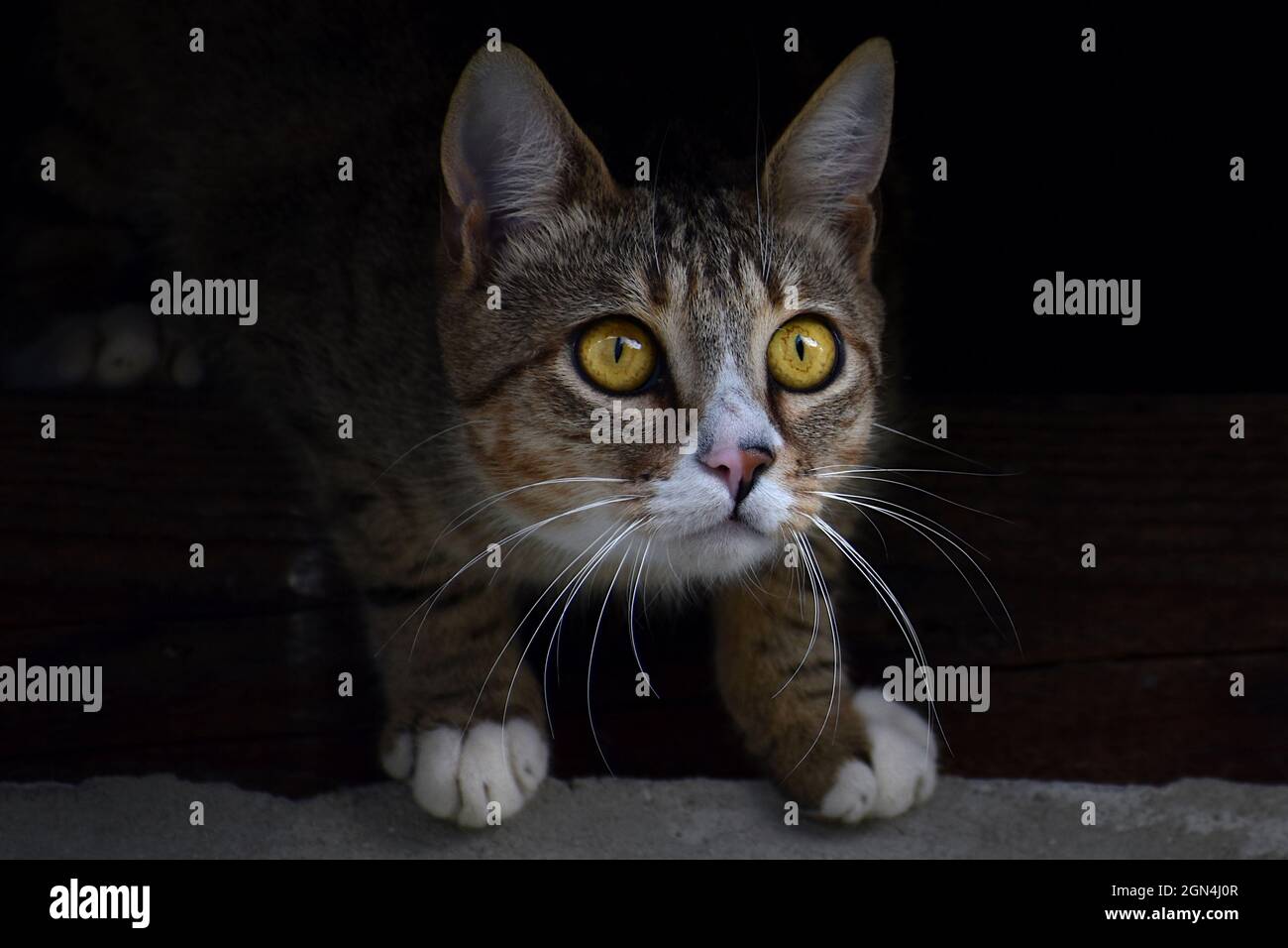 Primo piano di un gatto con bellissimi occhi gialli, pellicce e baffi Foto Stock