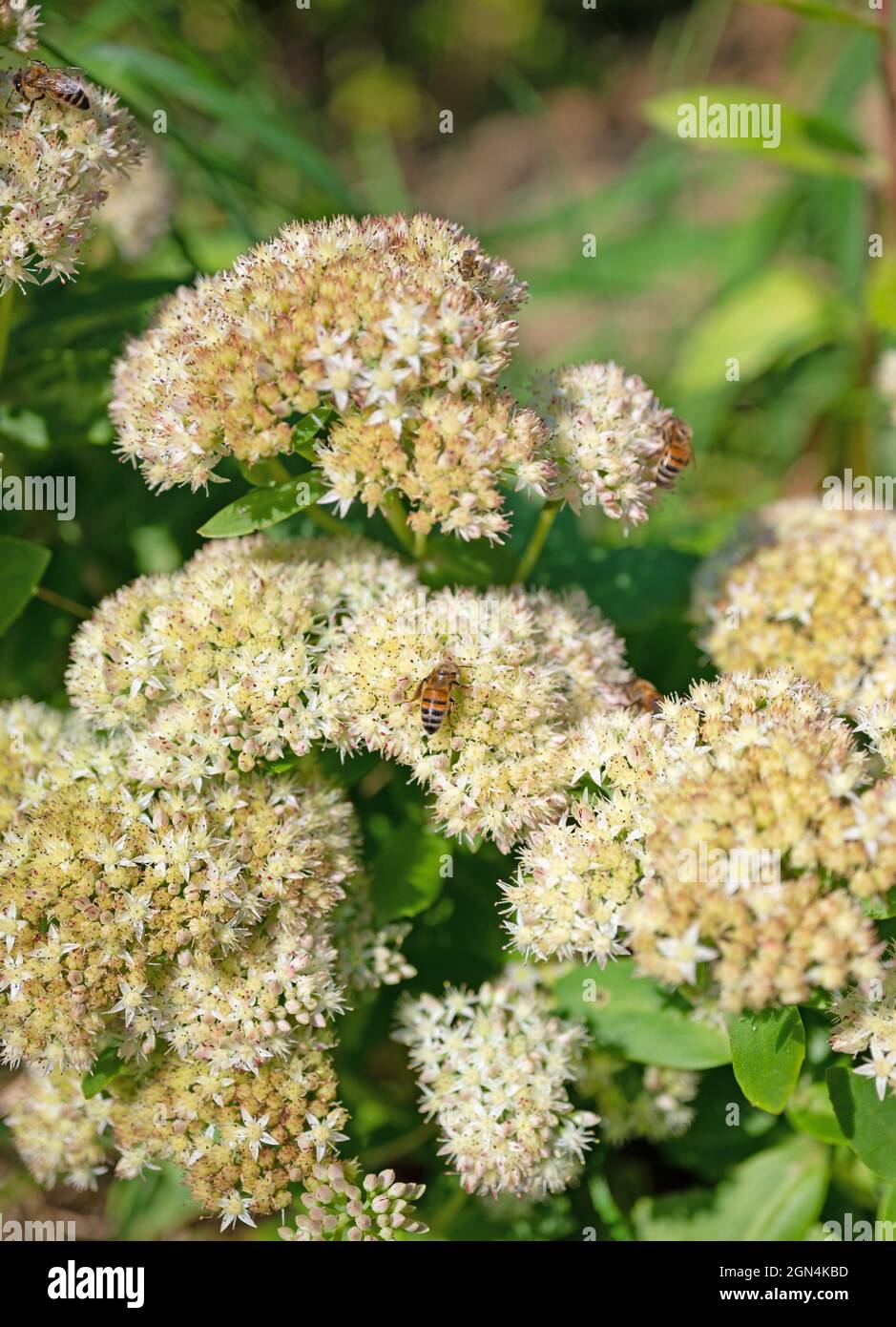 Pianta di sedum a fiore bianco, HyloTelephium telephium Foto Stock