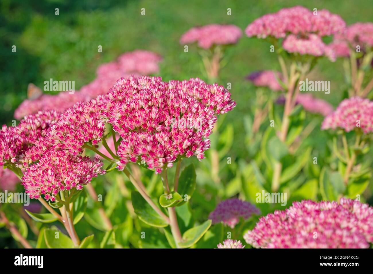 Pianta di sedum a fiore rosso, HyloTelephium telephium Foto Stock