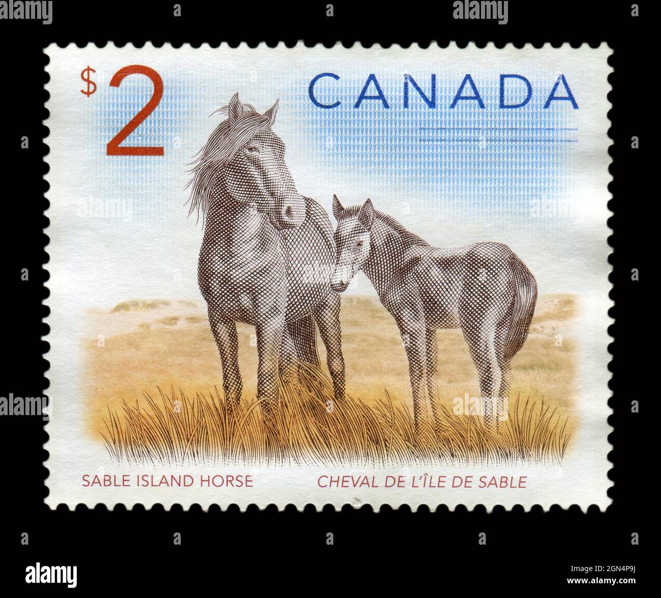 Il timbro stampato in Canada mostra l'immagine del Cavallo di Sable Island. Foto Stock