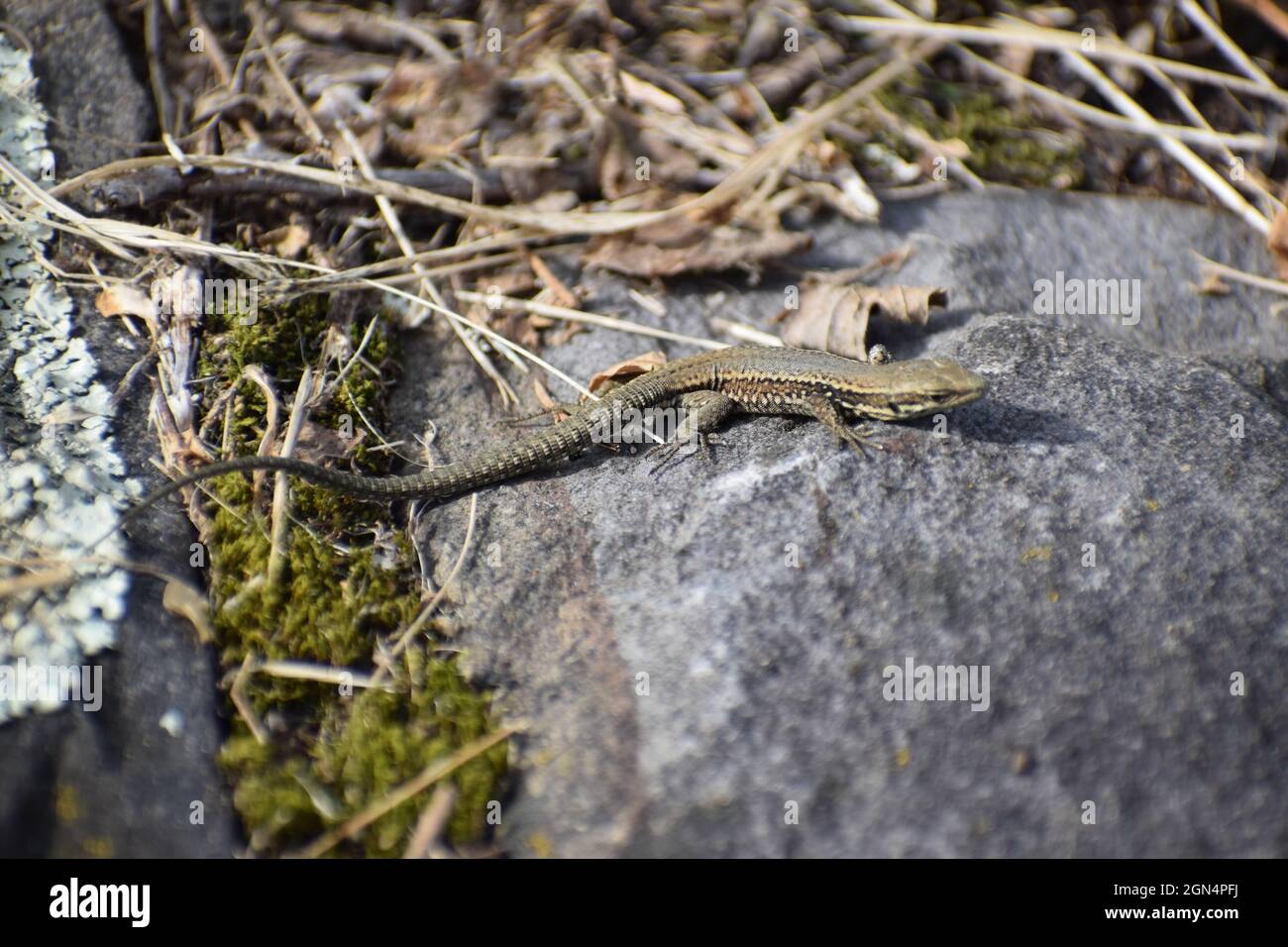 bella lucertola parete sulle pietre del vulcano Foto Stock