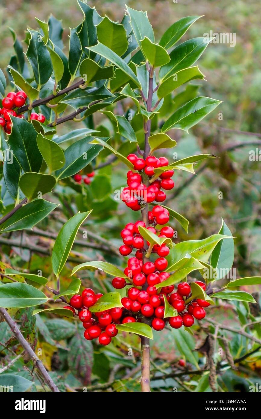 Bacche rosse lucide di Ilex aquifolium, Holly, Common Holly, English Holly, European Holly, O occasionalmente Christmas Holly, Inghilterra, Regno Unito Foto Stock