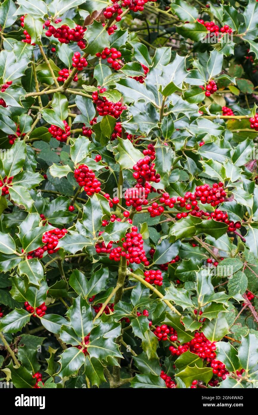 Bacche rosse lucide di Ilex aquifolium, Holly, Common Holly, English Holly, European Holly, O occasionalmente Christmas Holly, Inghilterra, Regno Unito Foto Stock