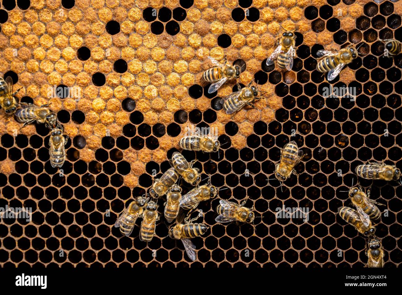 Famiglia delle api che lavora su nido d'ape in apiary. Vita di api mellifera in alveare. Concetto di miele, apicoltura, impollinatori commerciali, produttori alimentari. Foto Stock