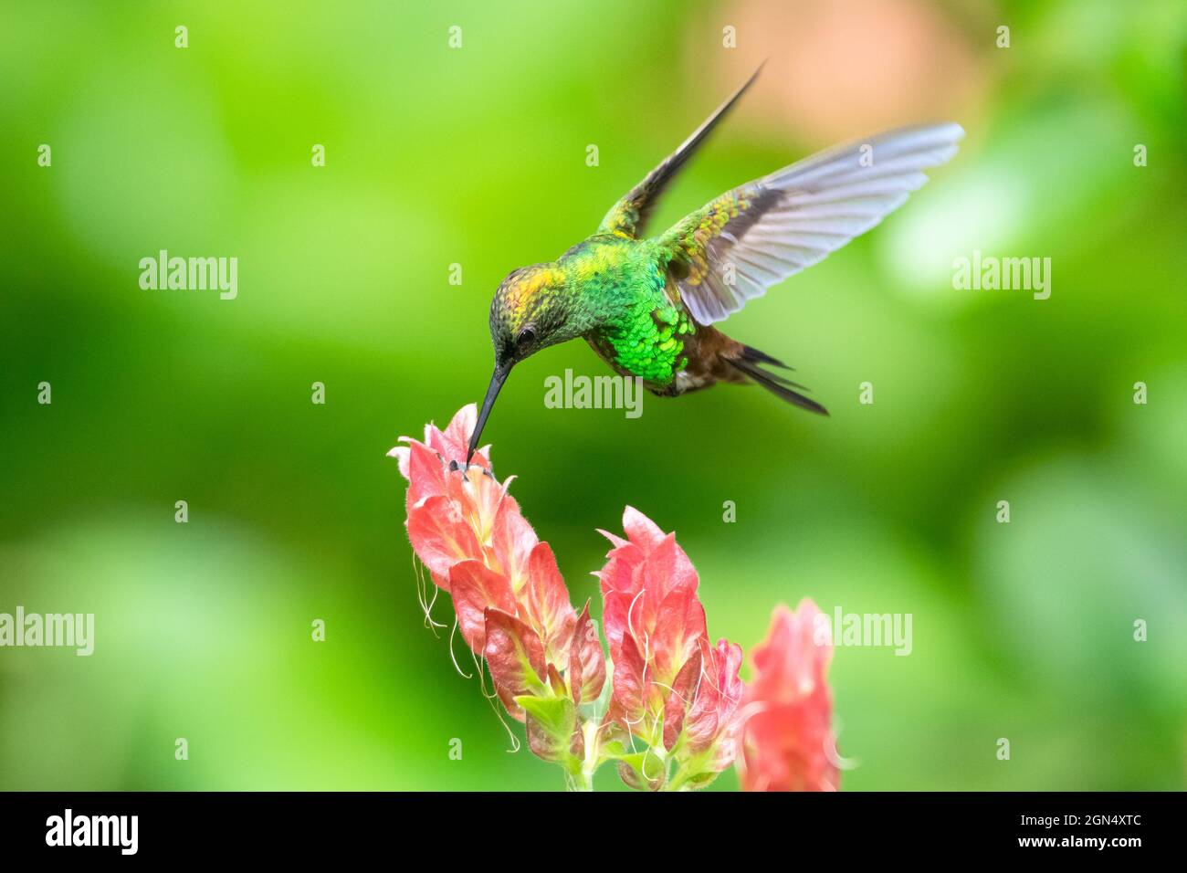 Un hummingbird di rame-rumped, tobaci di amamazepilia, che si alimenta su una pianta rosa tropicale di gamberi con un fondo verde liscio nei Caraibi. Foto Stock